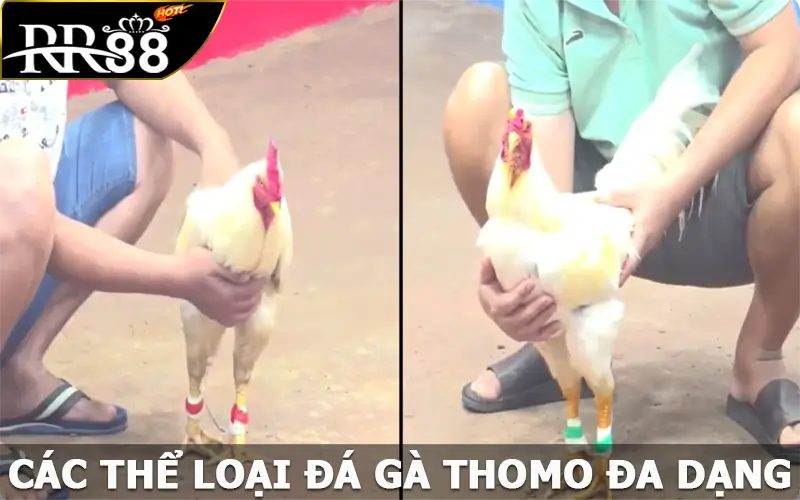 Các thể loại đá gà Thomo đa dạng